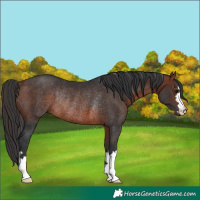 Horse Color:Bay Rabicano 