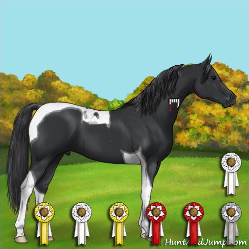 Horse Color:Black Tobiano 