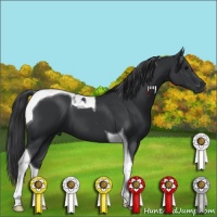 Horse Color:Black Tobiano 