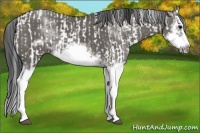 Horse Color:Grullo Sabino Splash and Grullo Sabino Splash Frame