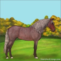 Horse Color:Silver Brown Roan