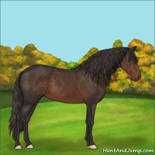 Horse Color:Liver Chestnut 