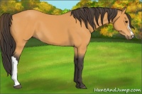 Horse Color:Buckskin 