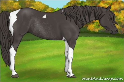 Horse Color:Smoky Black Tobiano Rabicano 