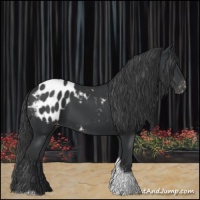 Horse Color:Black Tobiano Appaloosa 