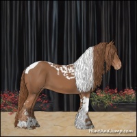Horse Color:Chestnut Tobiano Appaloosa 