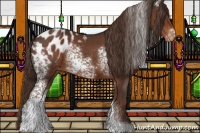 Horse Color:White Spotted Liver Chestnut Tobiano Appaloosa