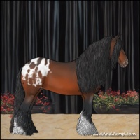 Horse Color:Bay Tobiano Appaloosa 