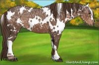 Horse Color:White Spotted Liver Chestnut Ice 
