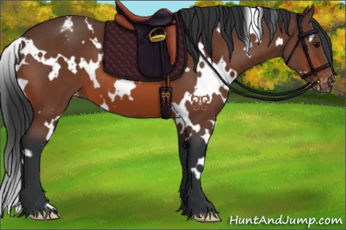 Horse Color:White Spotted Bay Appaloosa 