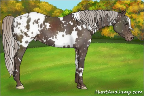 Horse Color:White Spotted Silver Black Blanket 