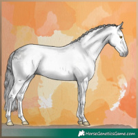 Horse Color:Gray White Spotted Brown 