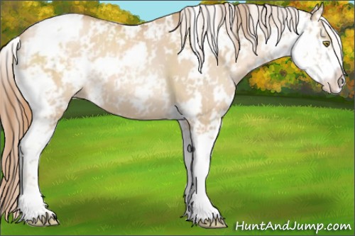 Horse Color:Red Dun Pearl Sabino 
