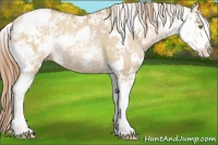 Horse Color:Red Dun Pearl Sabino 