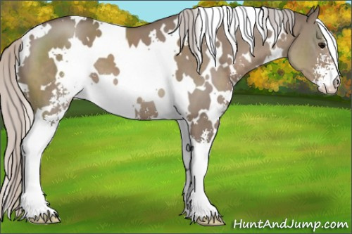 Horse Color:White Spotted Silver Grullo Sabino 