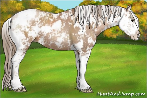 Horse Color:Black Pearl Sabino