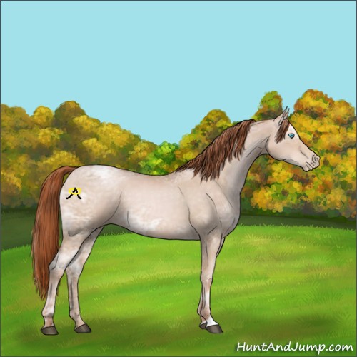 Horse Color:Buckskin Ice Pearl Sabino 