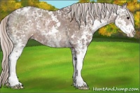 Horse Color:Silver Black Ice Sabino Rabicano 