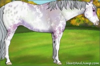 Horse Color:Watercolor Blue Onyx Pearl Sabino Appaloosa Rabicano 