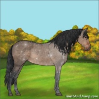 Horse Color:Brown Dun Rabicano