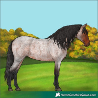 Horse Color:Bay Roan Rabicano
