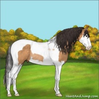 Horse Color:Buckskin Splash Tobiano Rabicano
