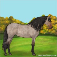 Horse Color:Liver Red Dun Roan Rabicano