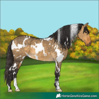 Horse Color:White Spotted Buckskin Dun 