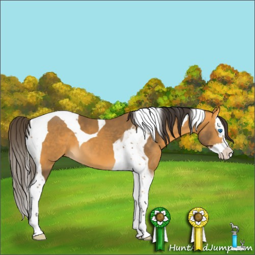 Horse Color:Buckskin Splash Tobiano 