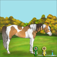 Horse Color:Buckskin Splash Tobiano 