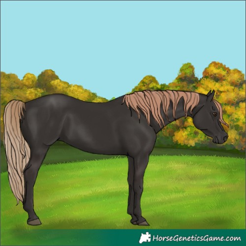 Horse Color:Liver Chestnut Rabicano 