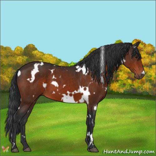 Horse Color:White Spotted Brown 