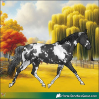 Horse Color:White Spotted Black