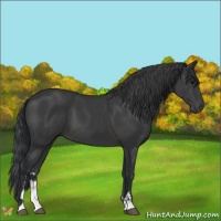 Horse Color:Black Sabino