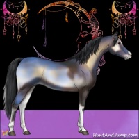 Horse Color:Bay Onyx