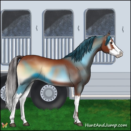 Horse Color:Bay Onyx Splash