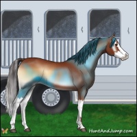 Horse Color:Bay Onyx Splash 