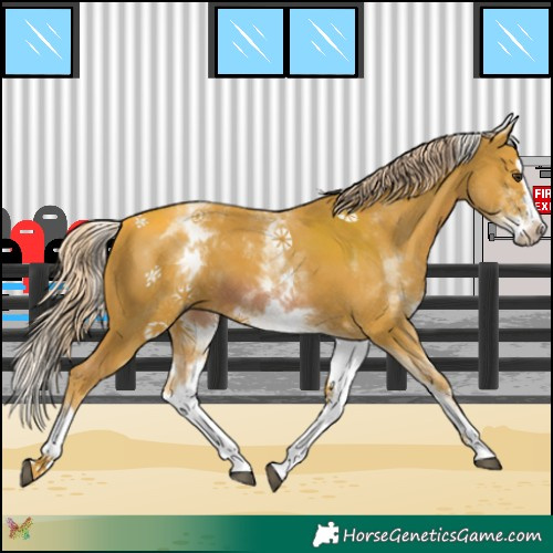 Horse Color:Watercolor White Spotted Chestnut Splash 