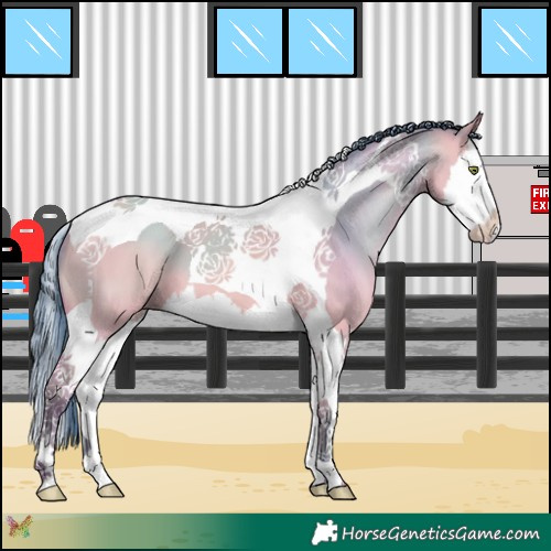 Horse Color:Watercolor Amber Champagne Dun Splash Tobiano