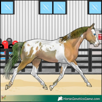 Horse Color:Watercolor Sable Champagne Splash Tobiano Appaloosa 