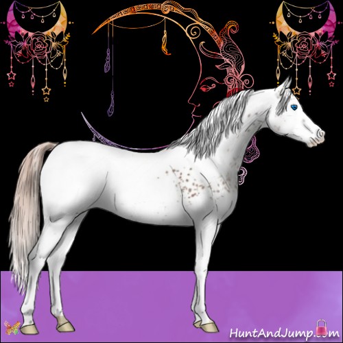 Horse Color:White Spotted Liver Chestnut Splash