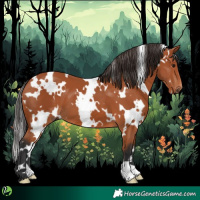 Horse Color:White Spotted Bay 