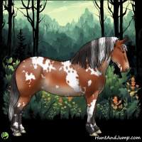 Horse Color:White Spotted Bay 