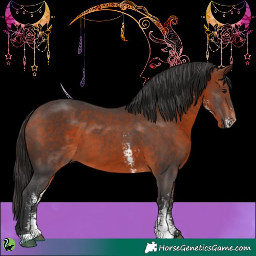 Horse Color:Bay Sabino 