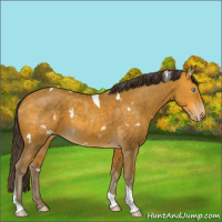 Horse Color:White Spotted Sable Cream Champagne Tobiano 