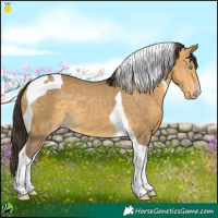 Horse Color:Sable Cream Champagne Tobiano 