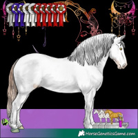 Horse Color:White Spotted Gold Champagne Appaloosa 