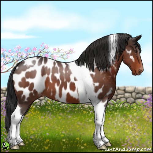 Horse Color:Brown Roan Tobiano Near Leopard 
