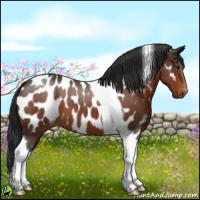 Horse Color:Brown Roan Tobiano Near Leopard 