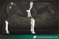Horse Color:Liver Chestnut Tobiano 